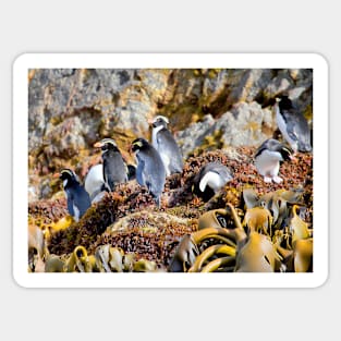 Snares Crested Penguins Sticker